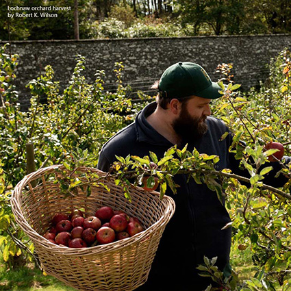 Everyday Amazing Apples